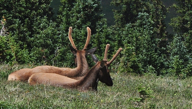 Elk laze at the Medicine Bow Overlook